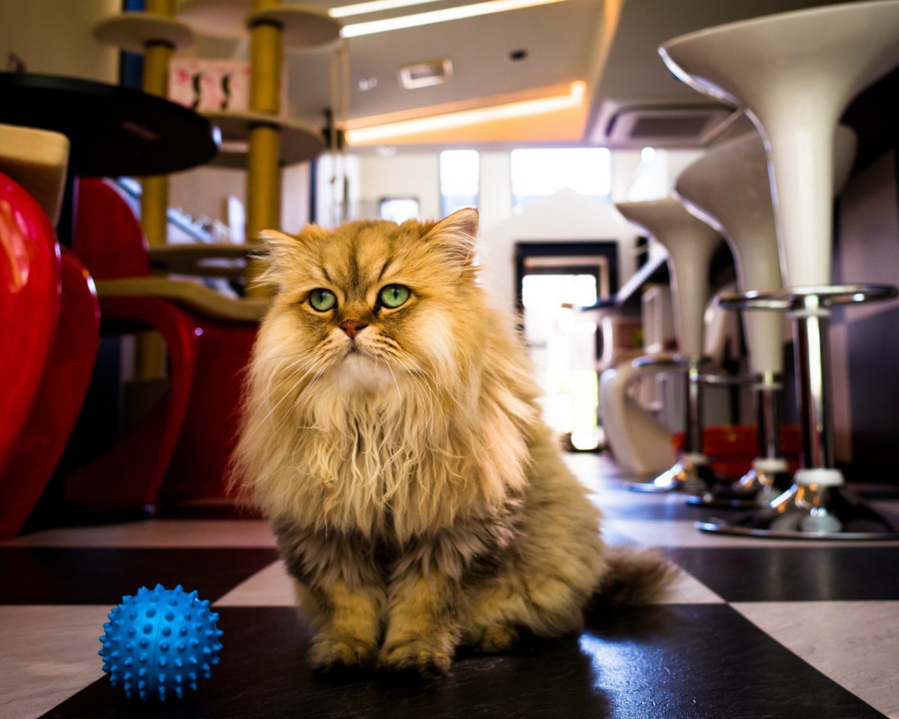 Лохматый кот с игрушкой