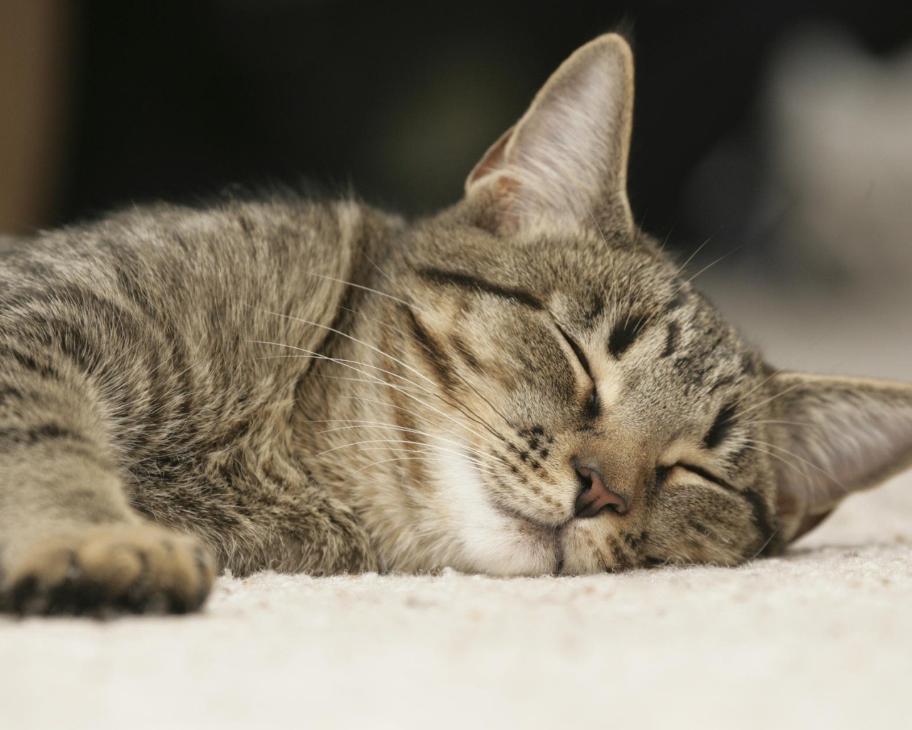 Спящий домашний кот