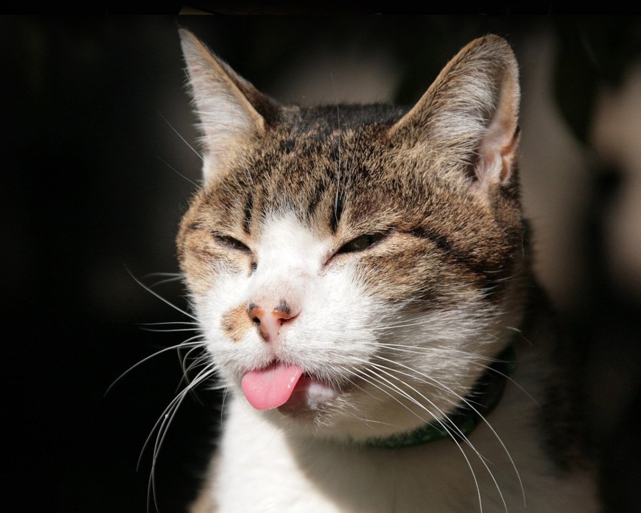 Хитрый кот показывает язык