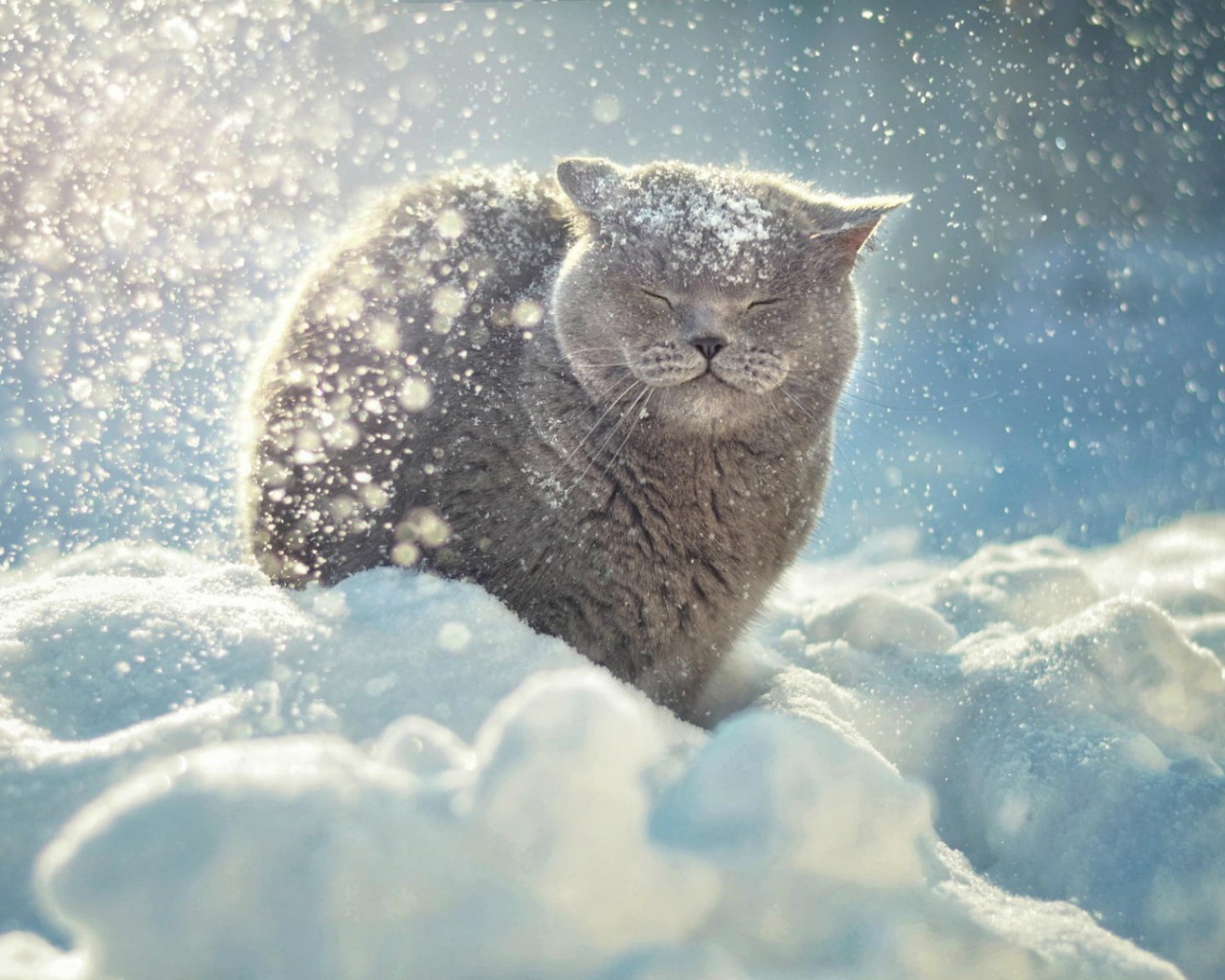 Снег падает на голову коту