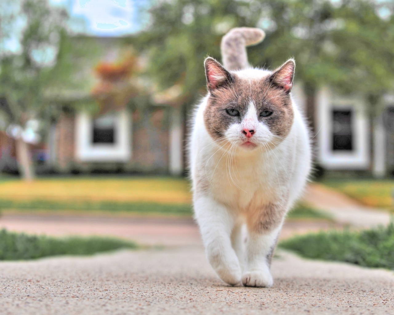 Уличный кот бандит
