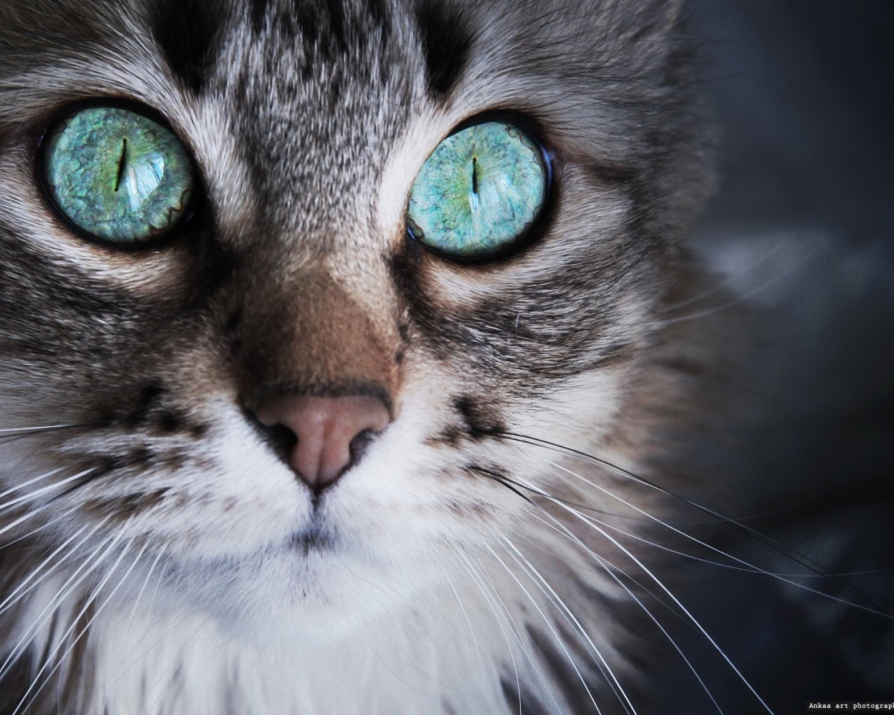 Удивленный кот с серыми глазами