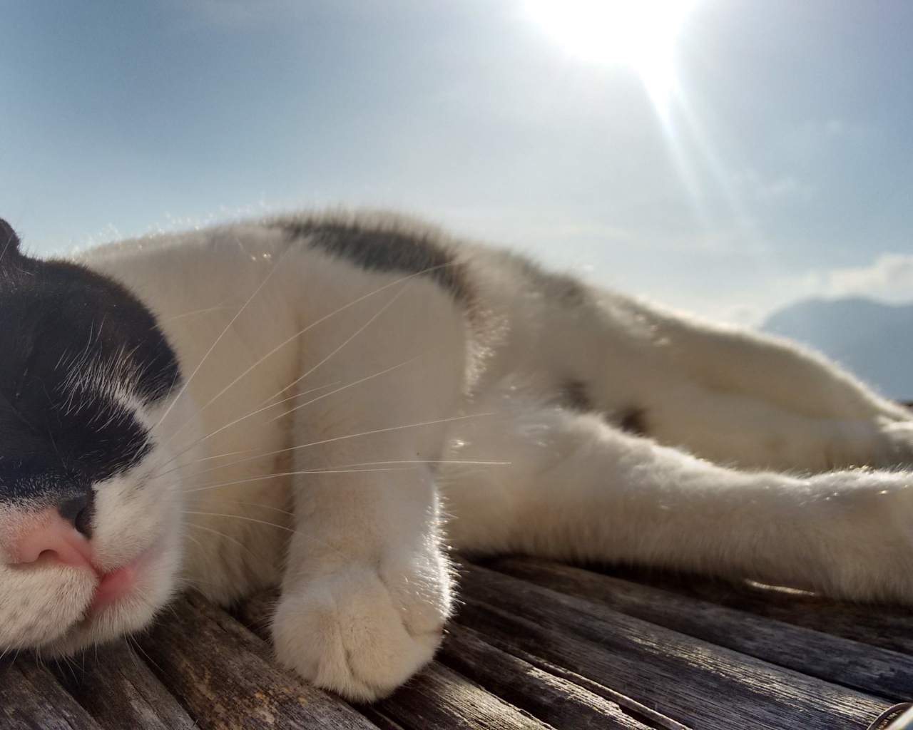 Кот сладко дремлет под лучами солнца