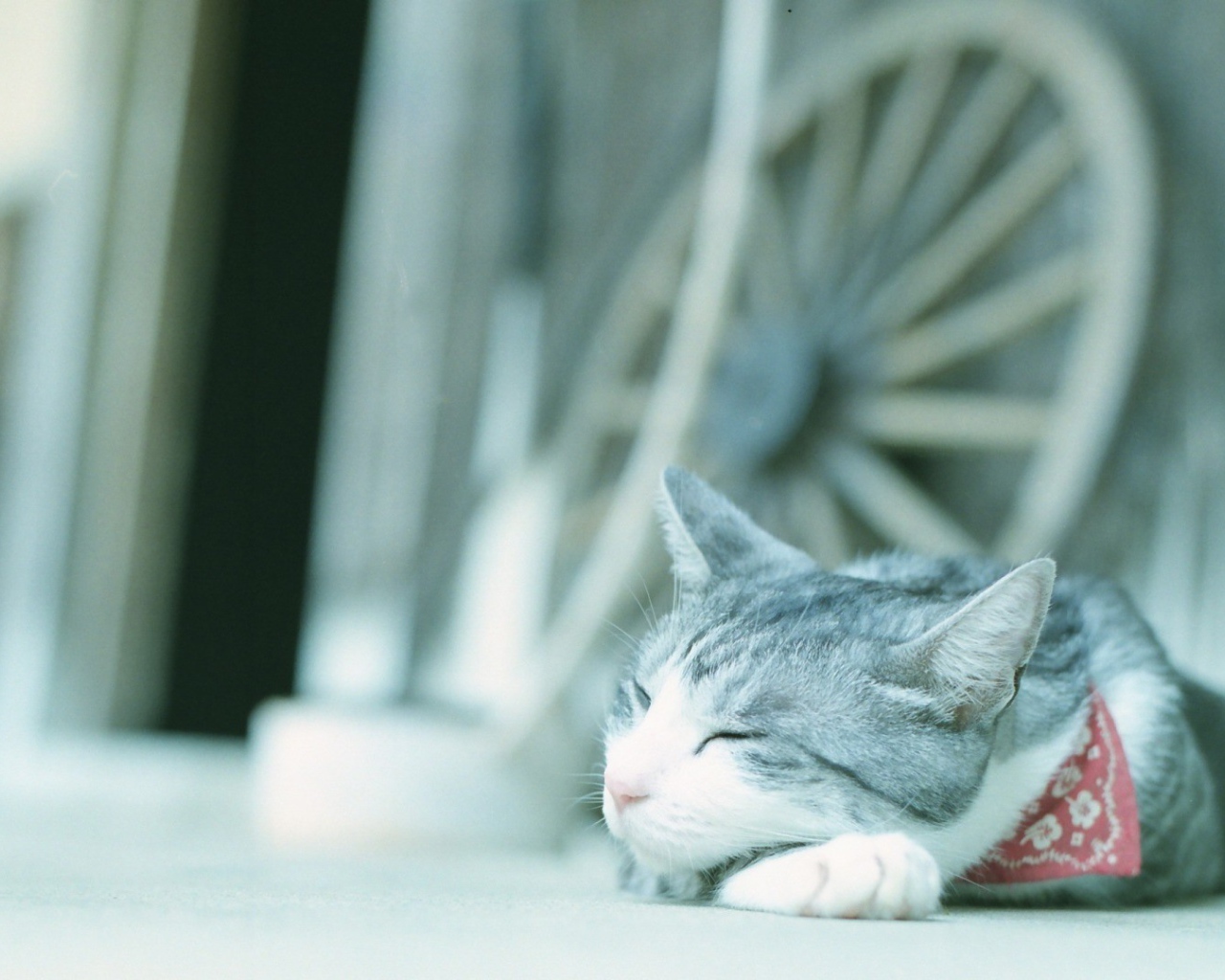 Кот в нашейном платке