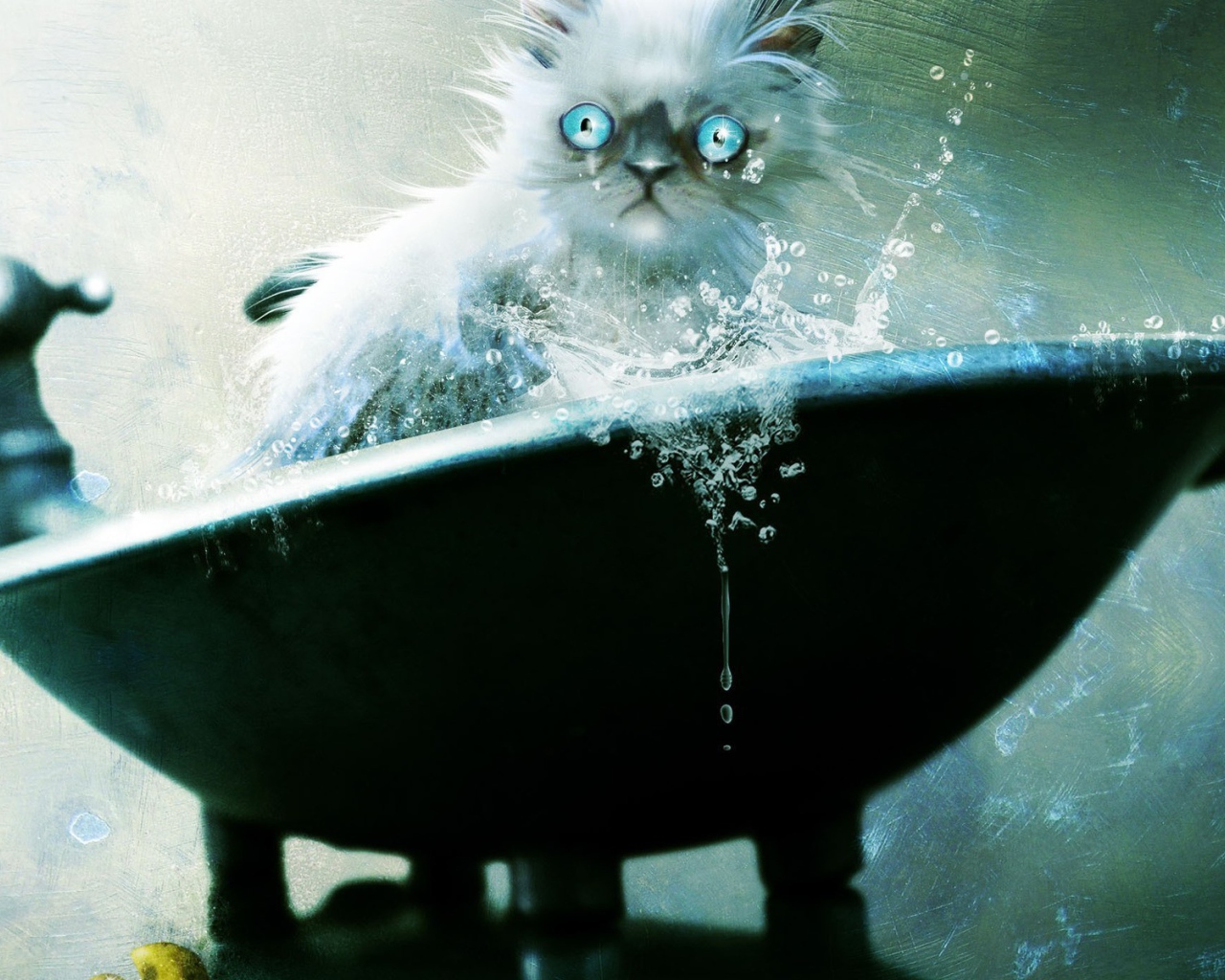 Голубоглазый кот не рад купанию