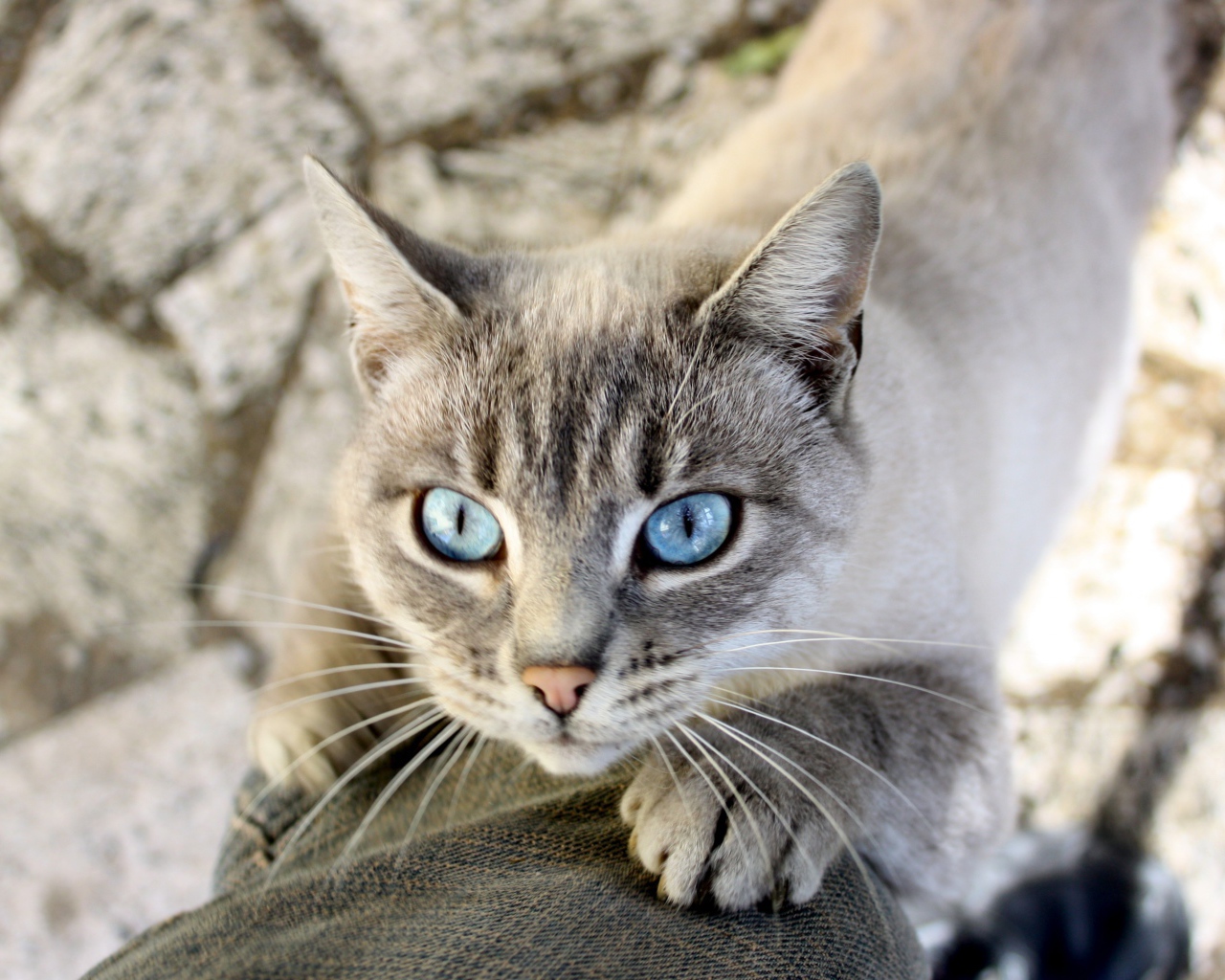 Голубоглазый кот тянется к хозяину