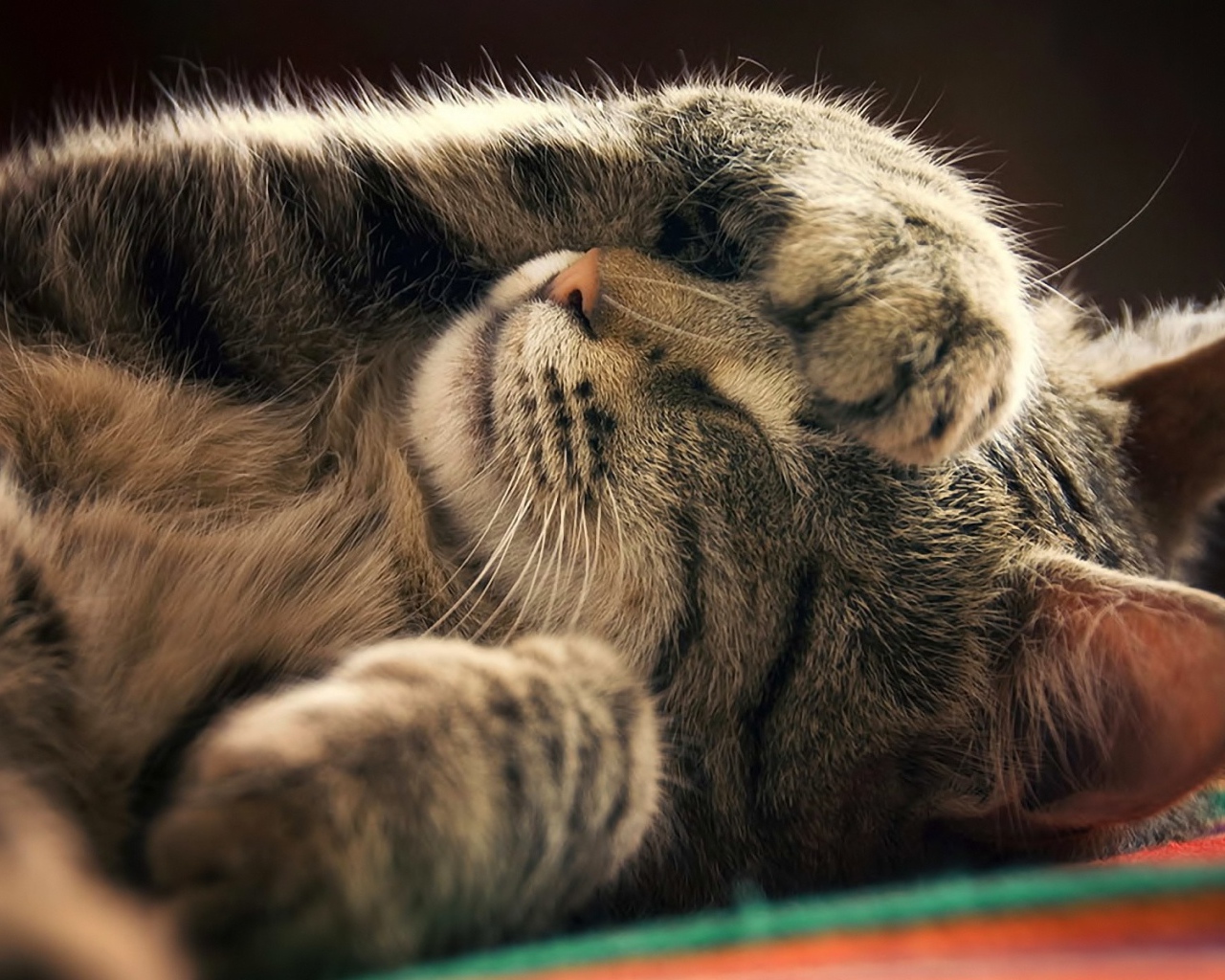 Кот закрывает мордочку лапой