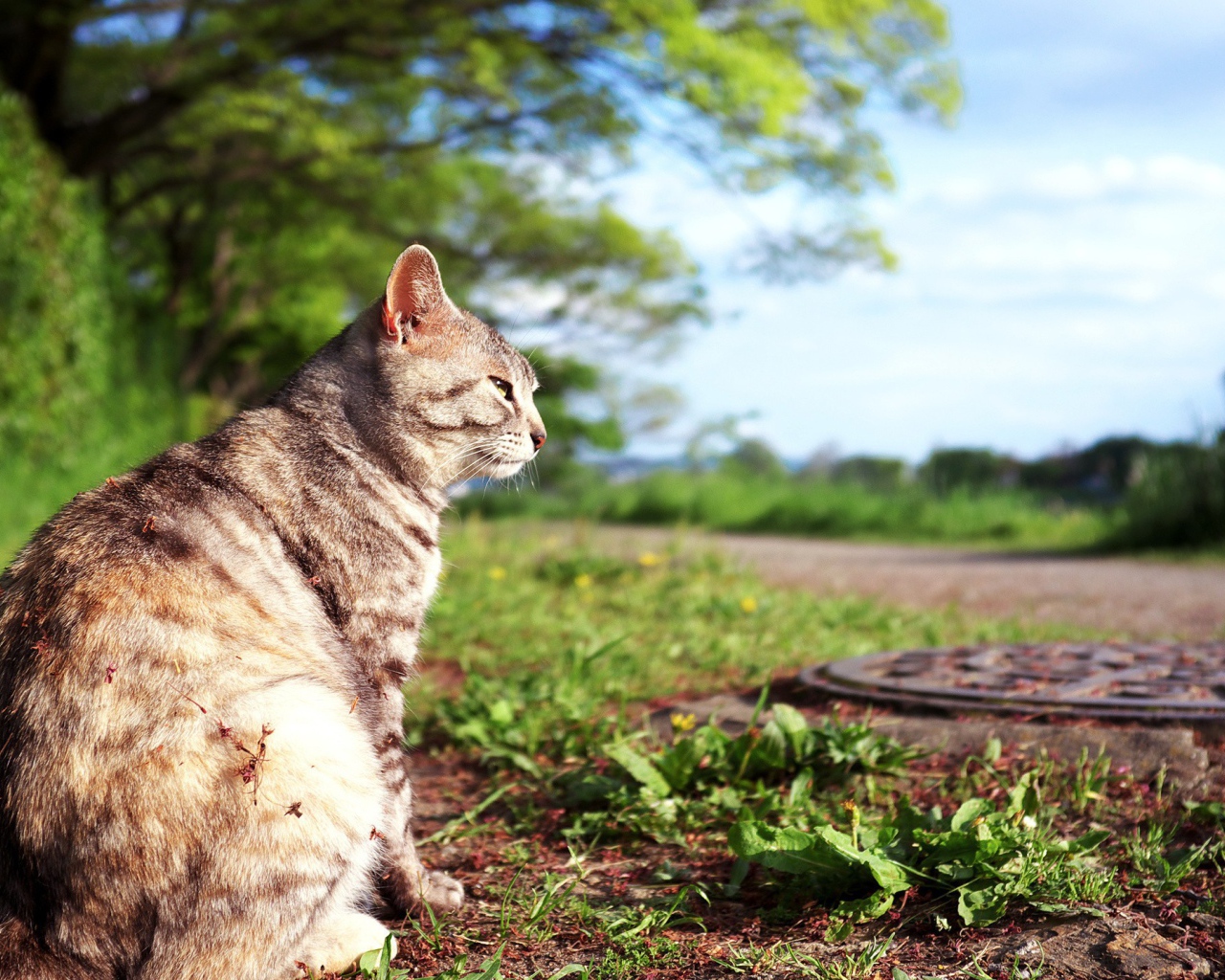 Кот сидит на земле возле люка