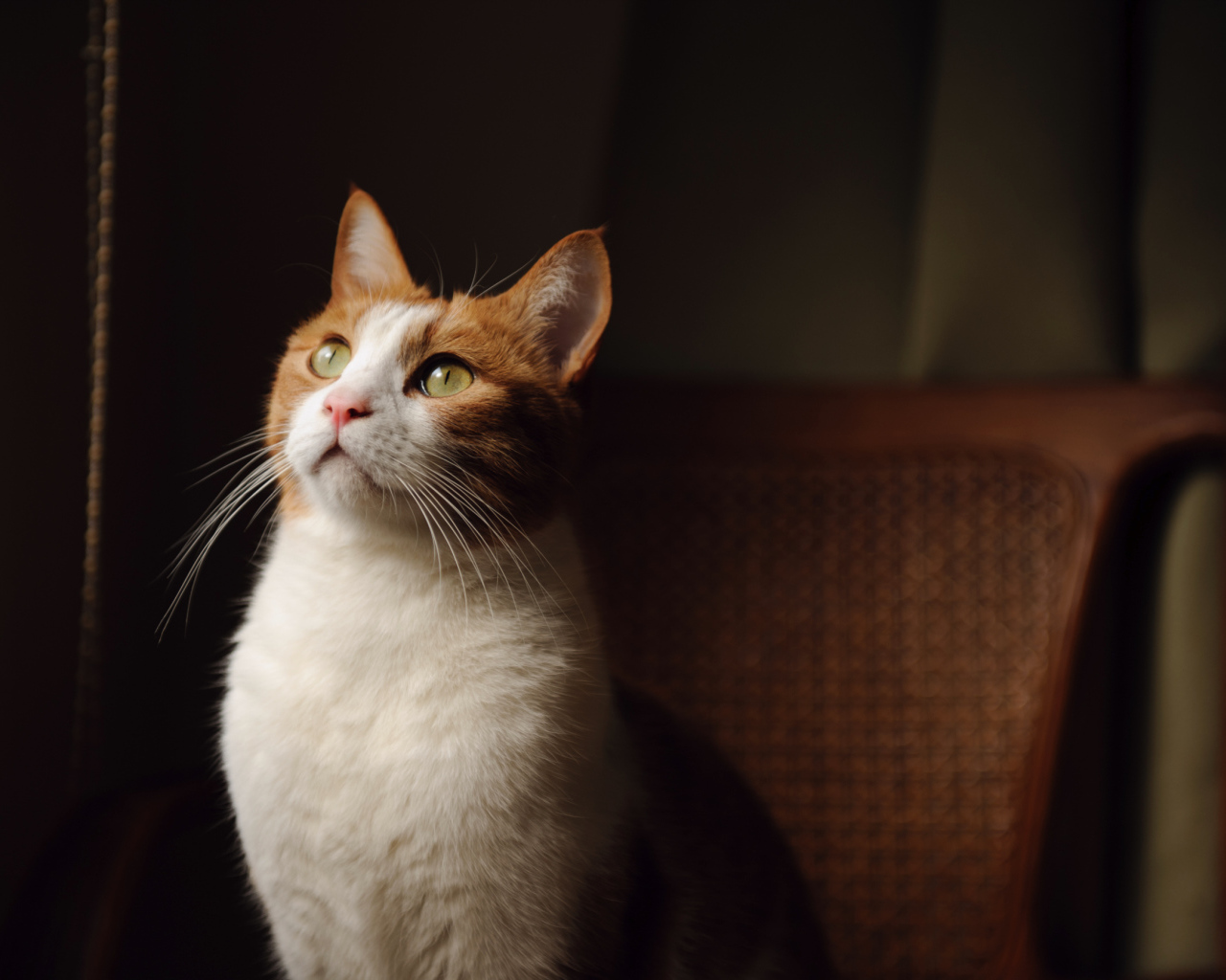 Кот на кресле