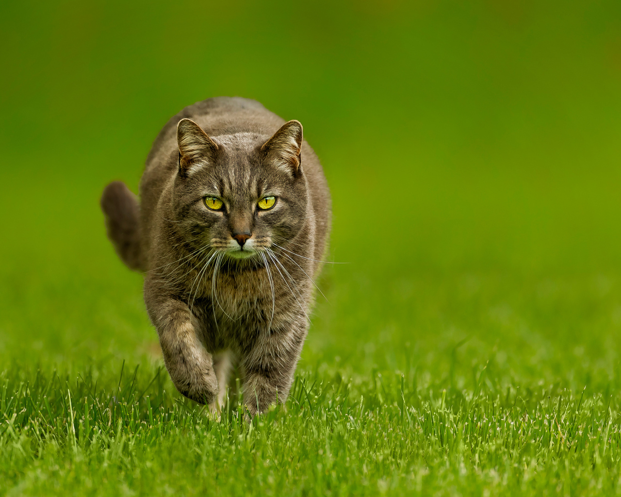 Кот бежит по зеленой траве