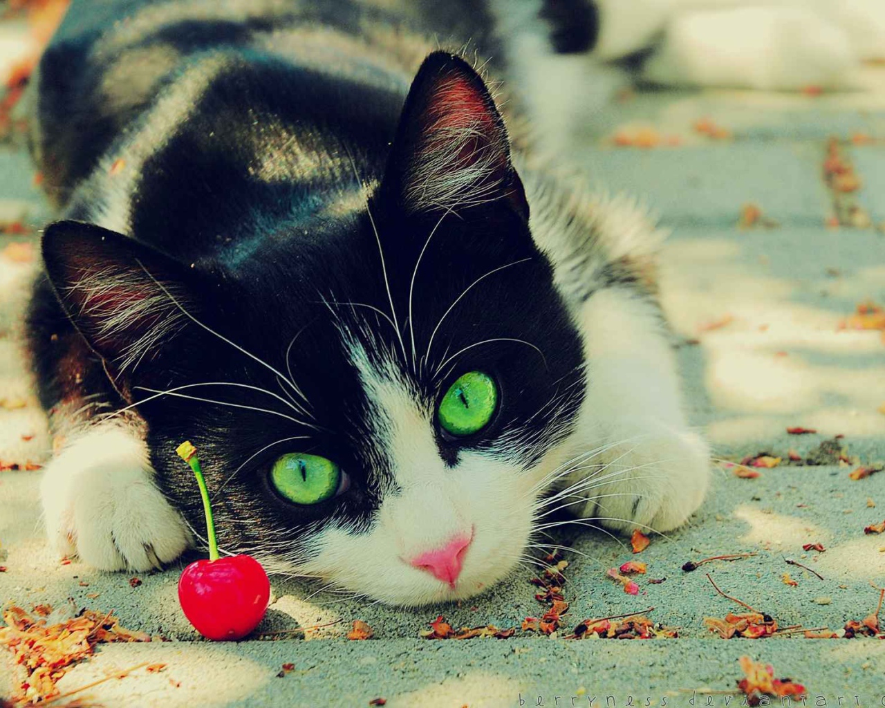 Зеленоглазый кот смотрит на вишню