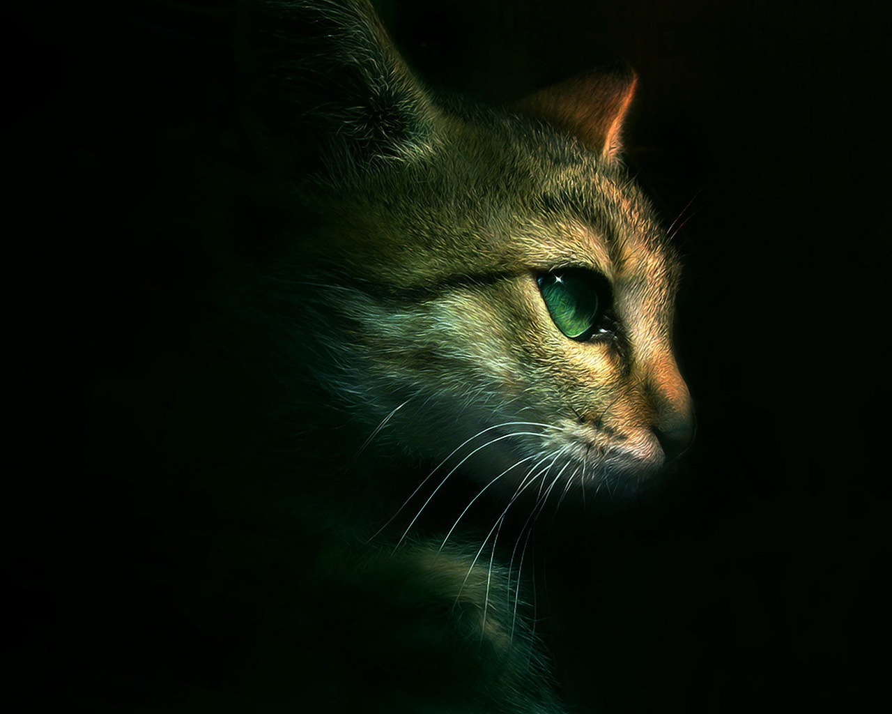 The head of a cat on a black background