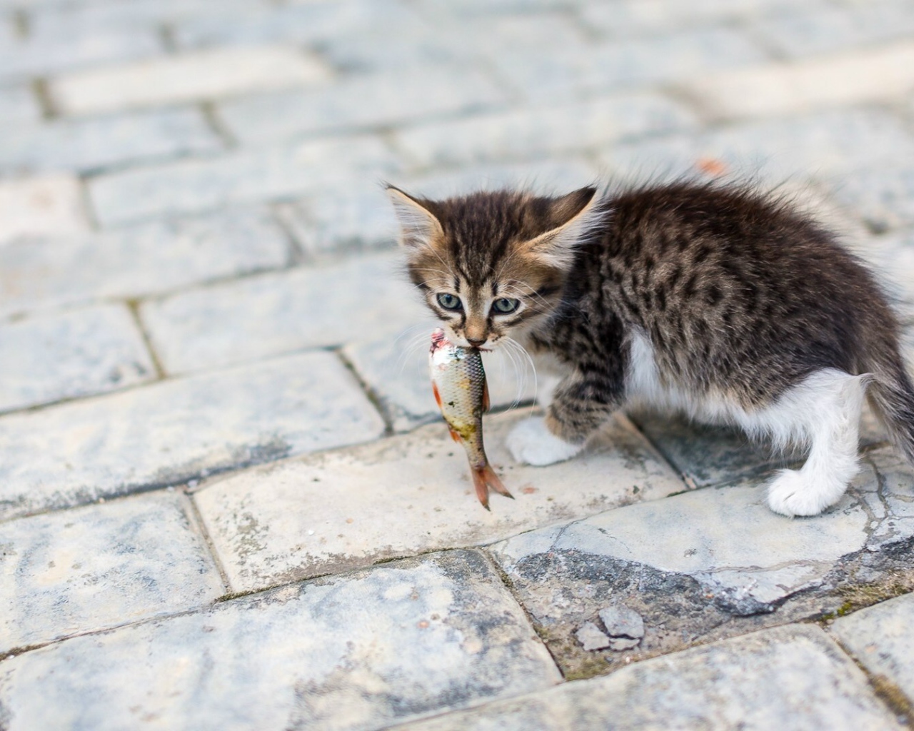 Котенок несет в зубах рыбку