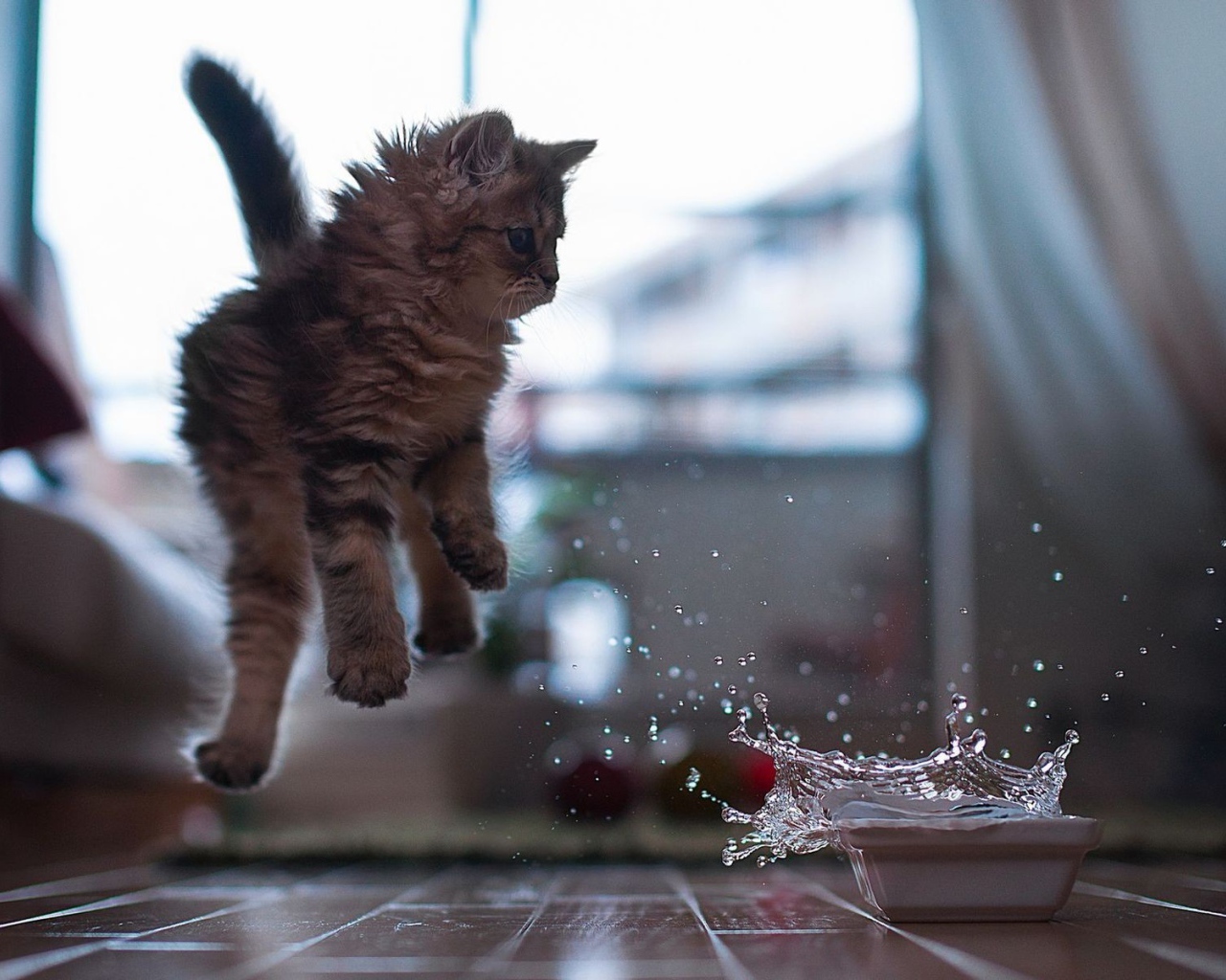 Котенок отпрыгивает от воды