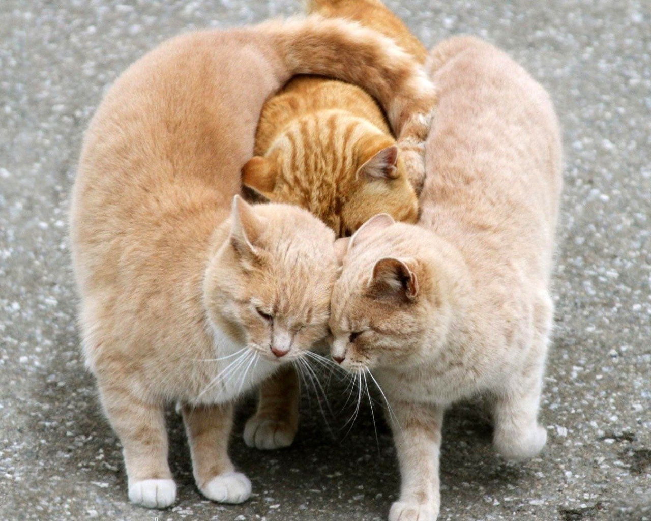 Настоящий рыжий трикотаж