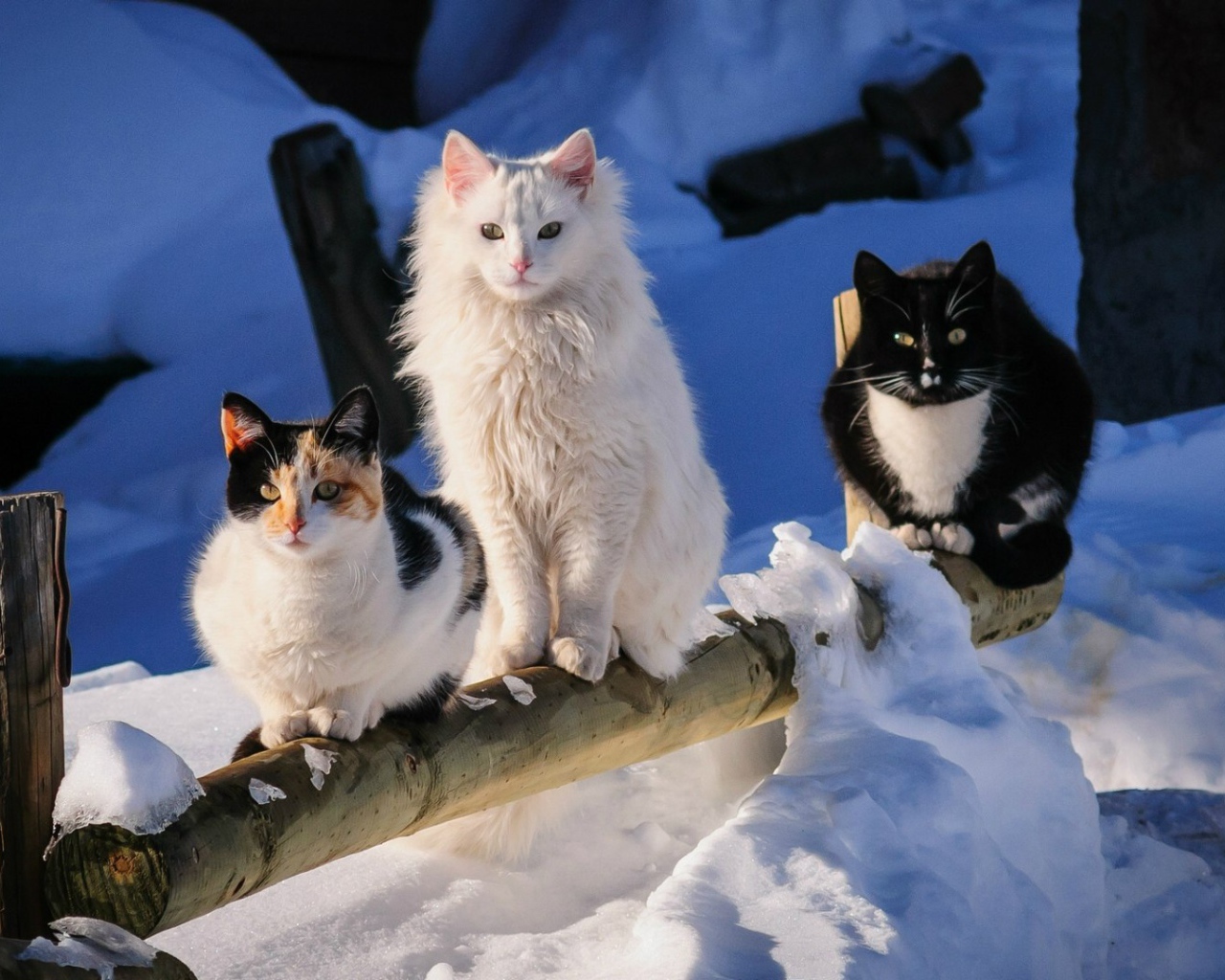 Три кота на деревянном заборе