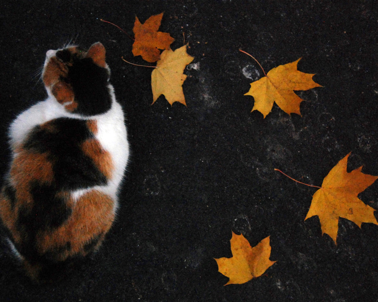 Трехцветный кот и осенние листья