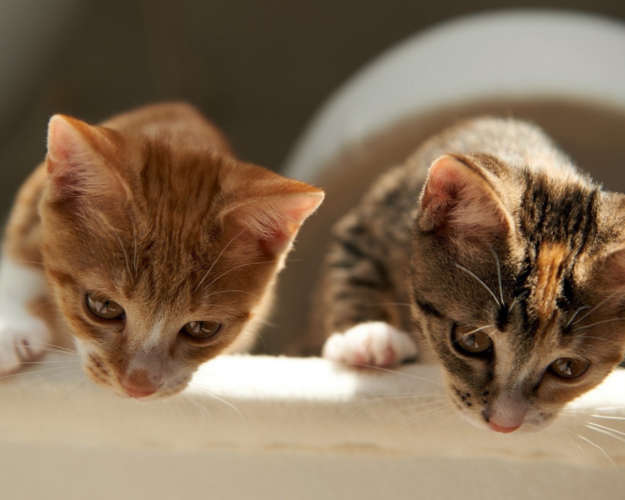 Два брата коты