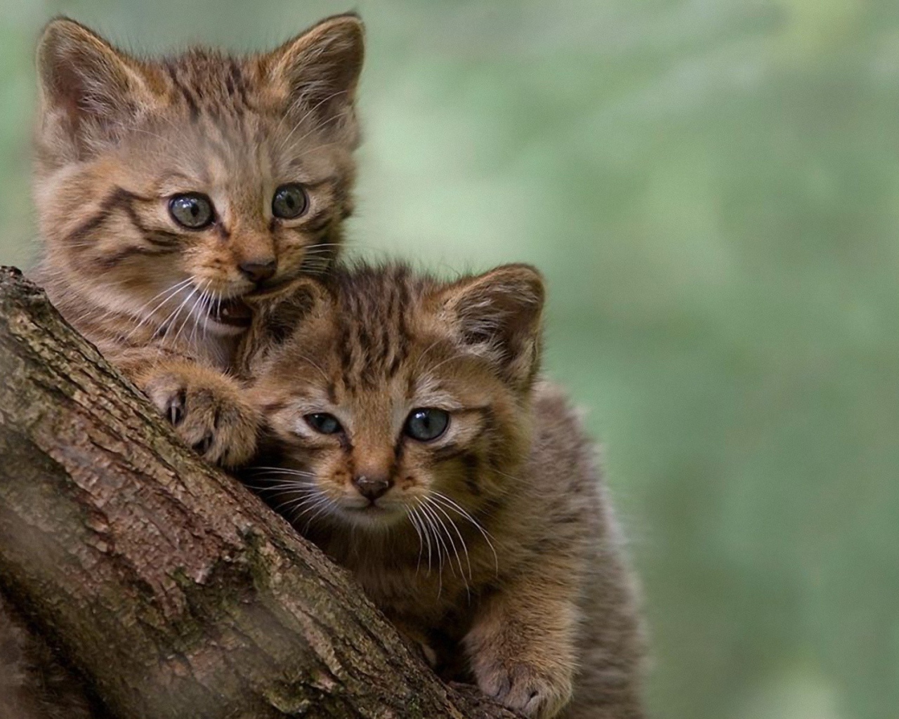 Два котенка на дереве