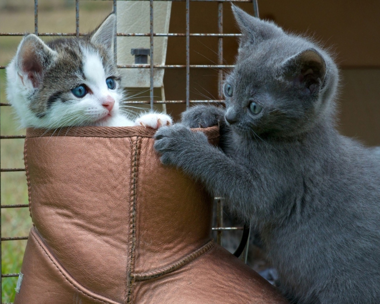 Два котенка играют в ботинке