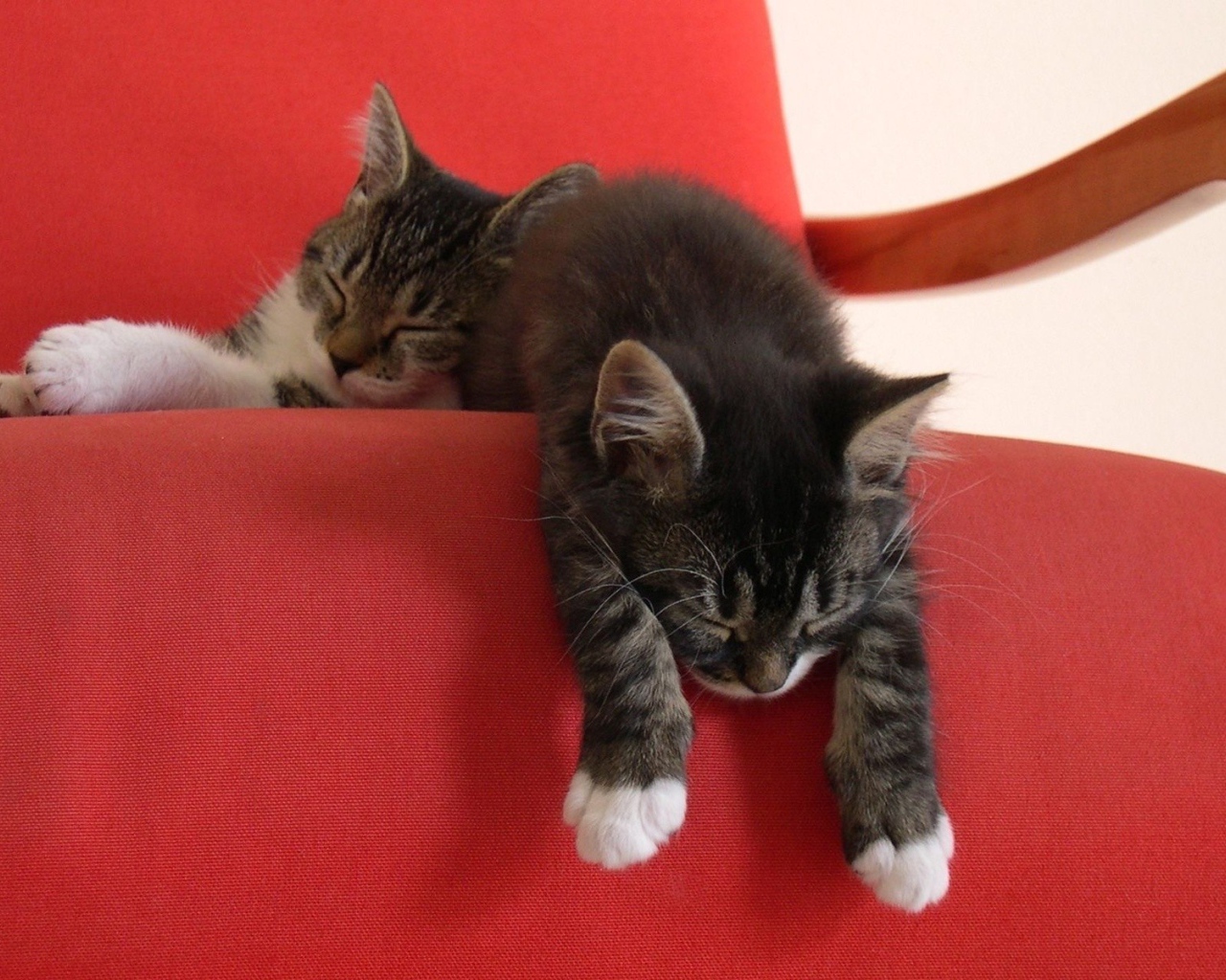 Два ленивых котенка на красном кресле