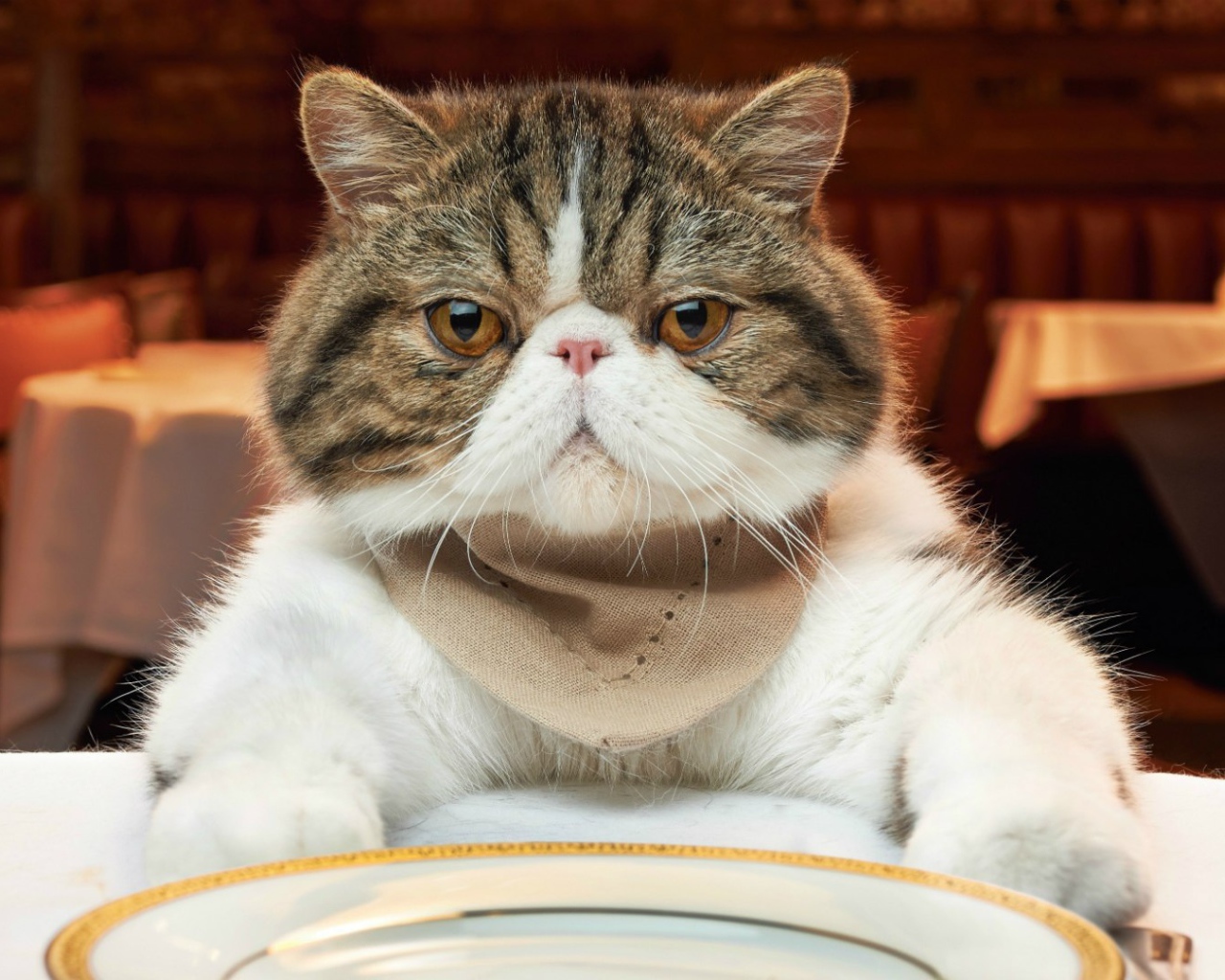 Недовольный кот за столом