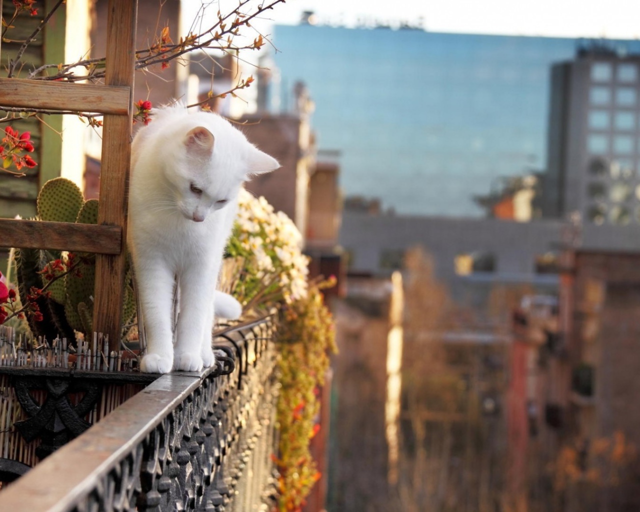 Белый кот на краю балкона