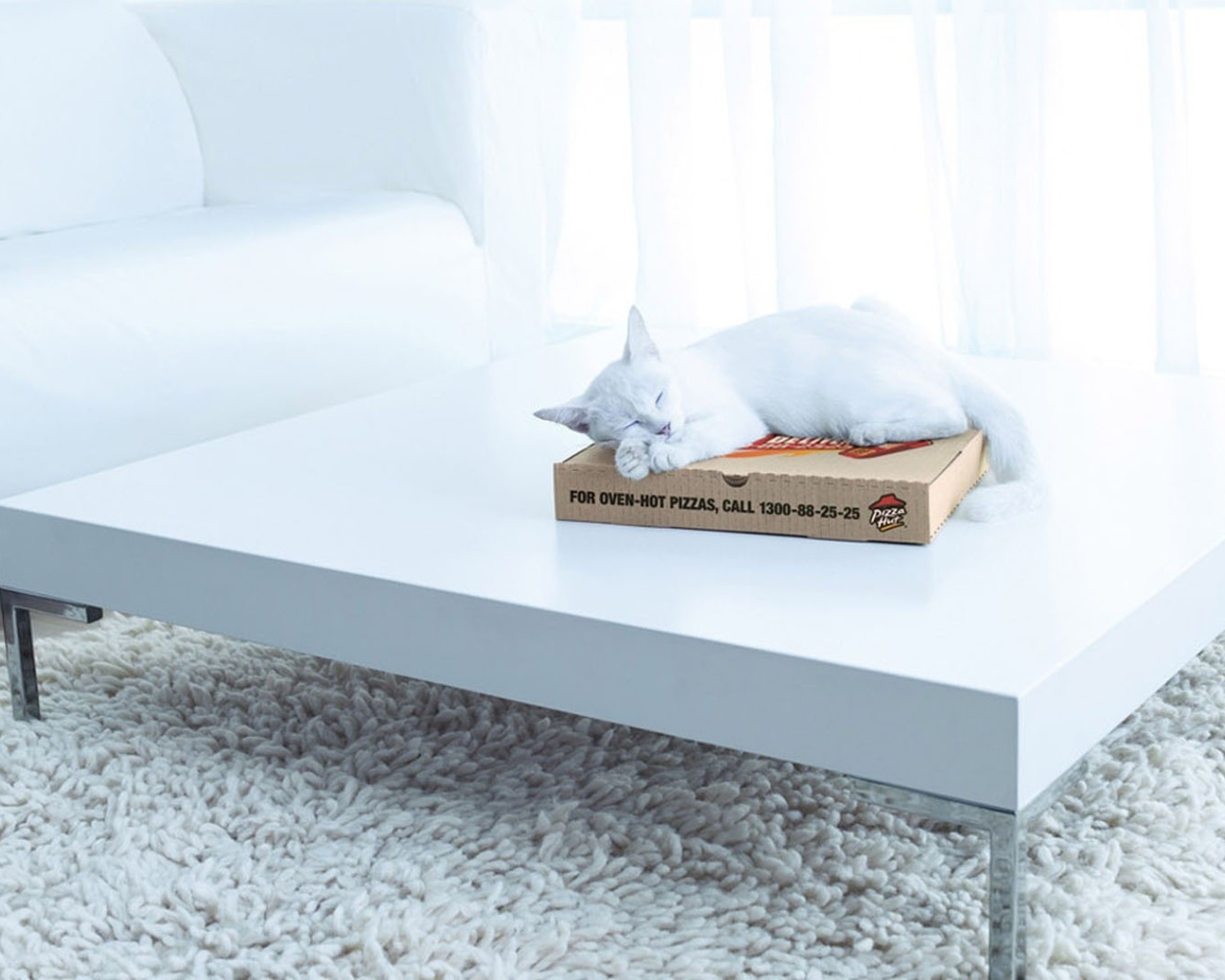 Белый кот спит на коробке на столе