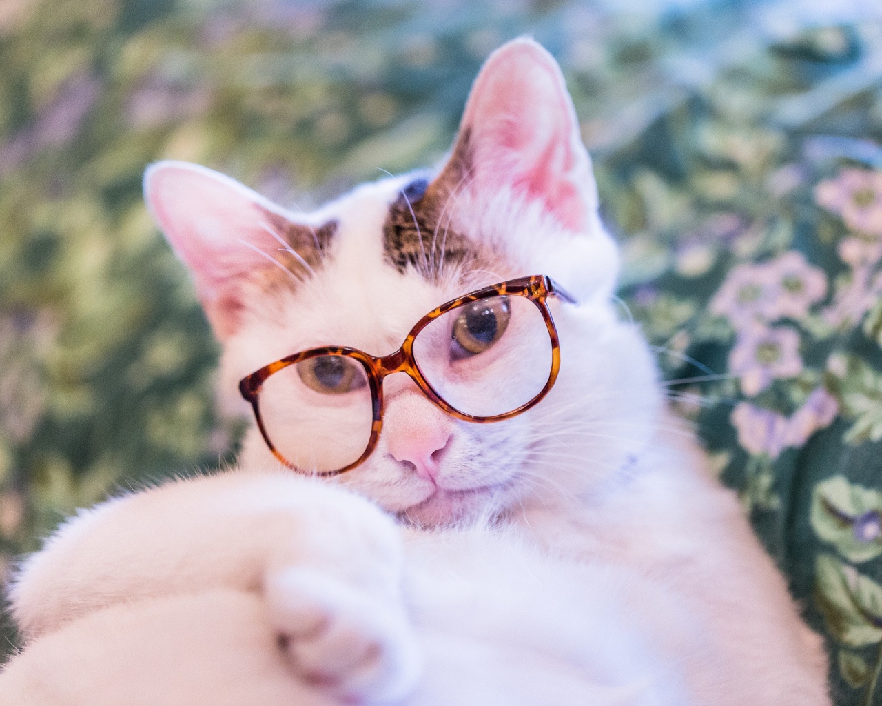 Белый кот в очках