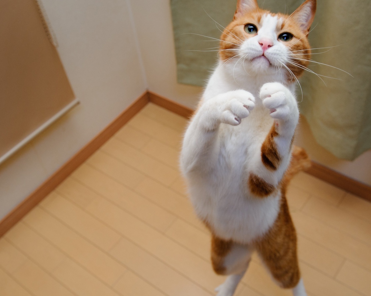 Бело рыжий кот на задних лапах