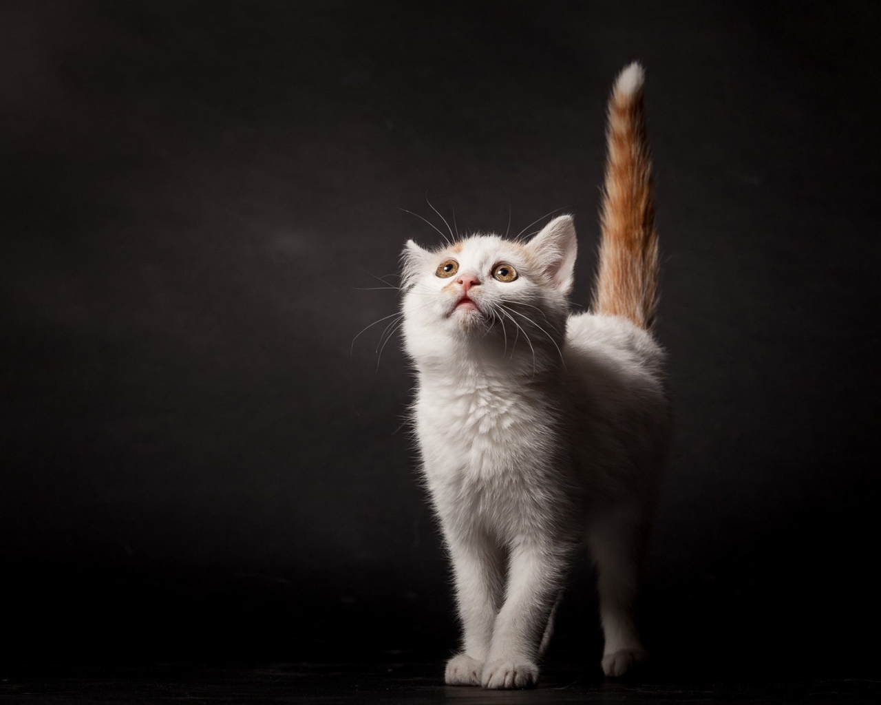 Белый котенок с рыжим хвостом