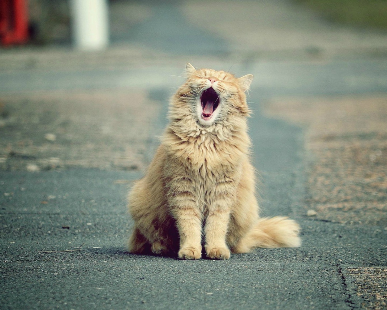 Зевающий рыжий кот на дороге