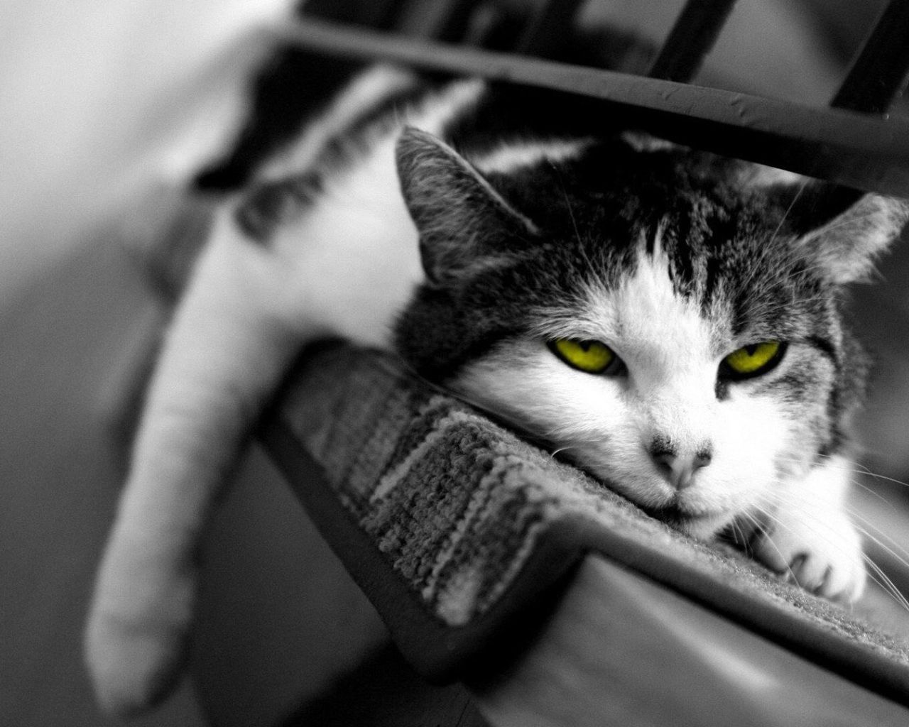 Желтоглазый ленивый кот