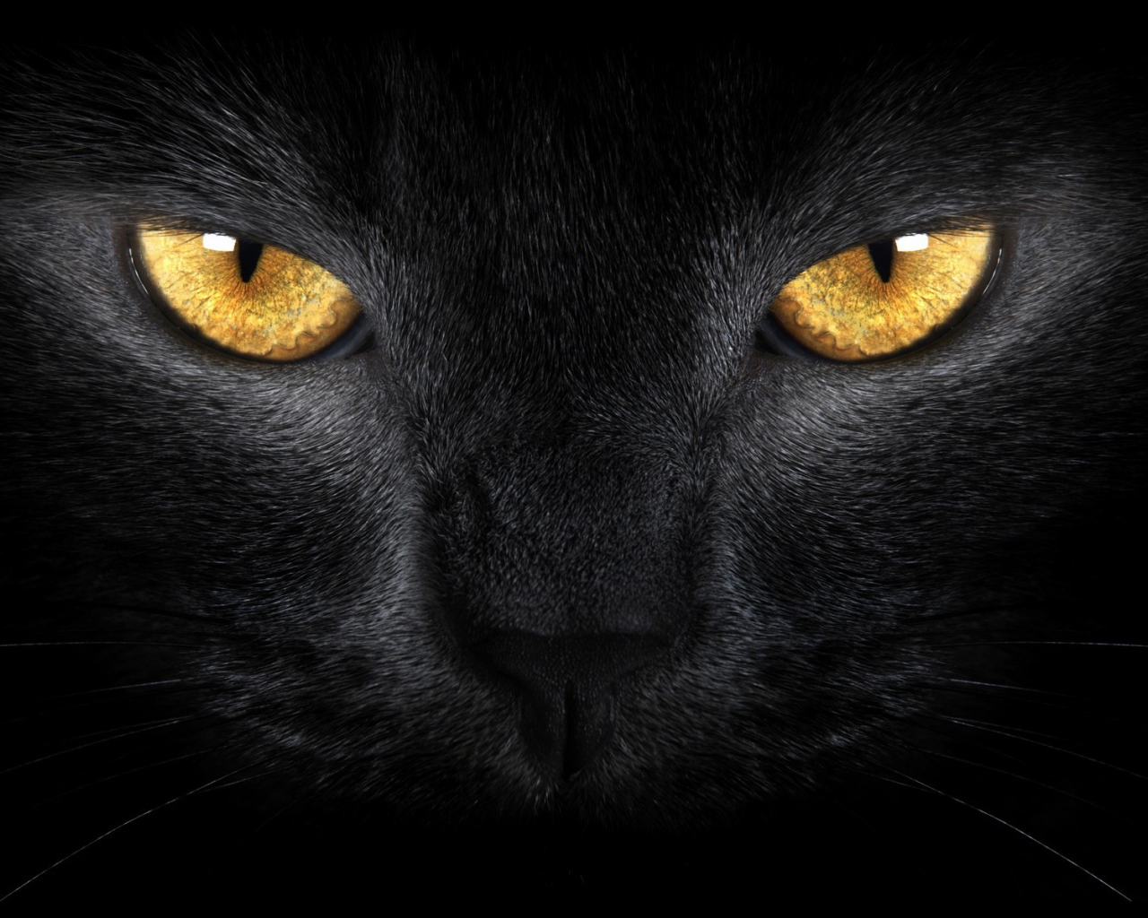 Желтые глаза большого черного кота