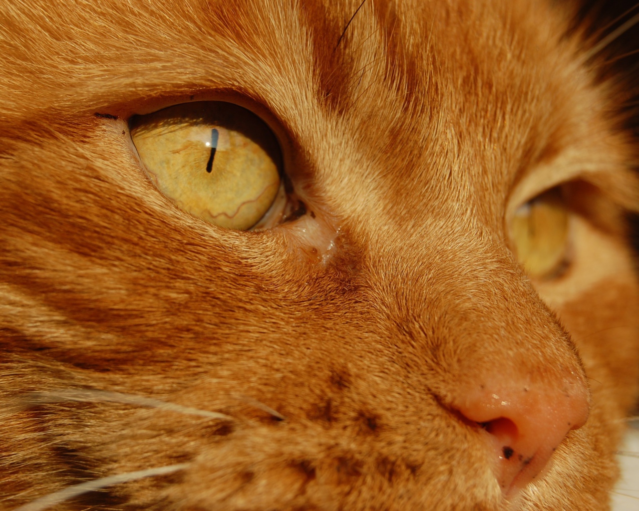 Желтые глаза рыжего кота