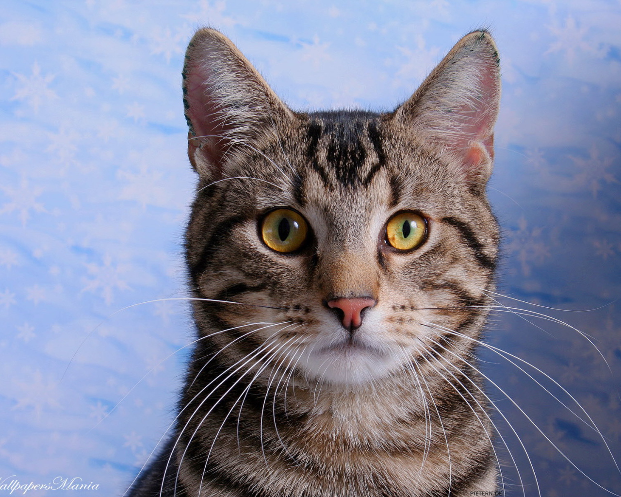 Кот с эмблемой на лбу