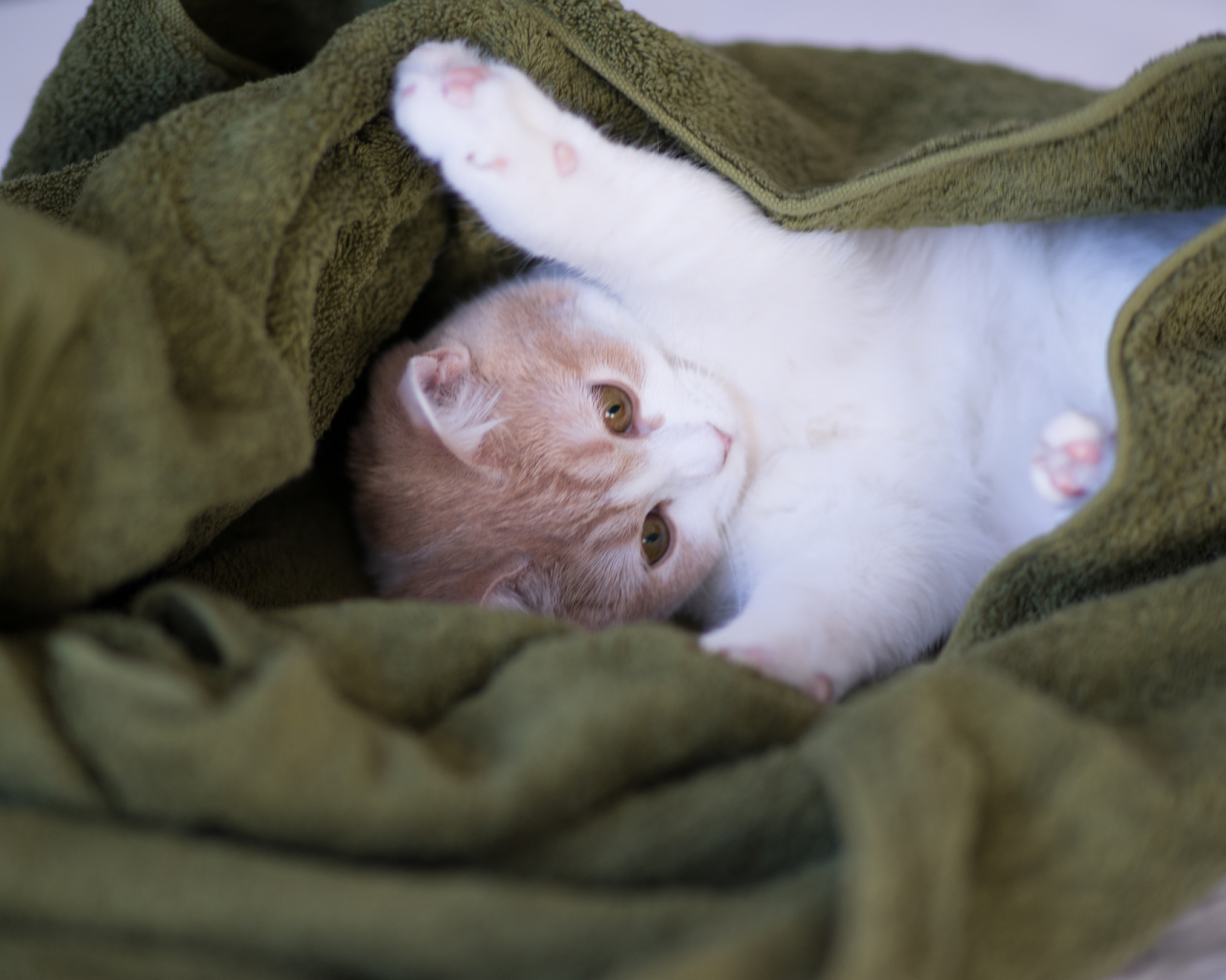 Котенок в зеленом полотенце