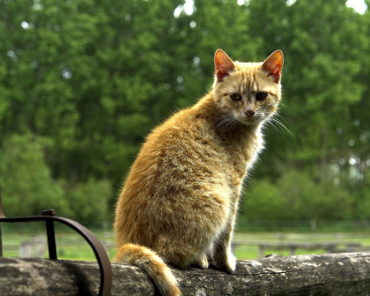 Рыжий кот на бревне