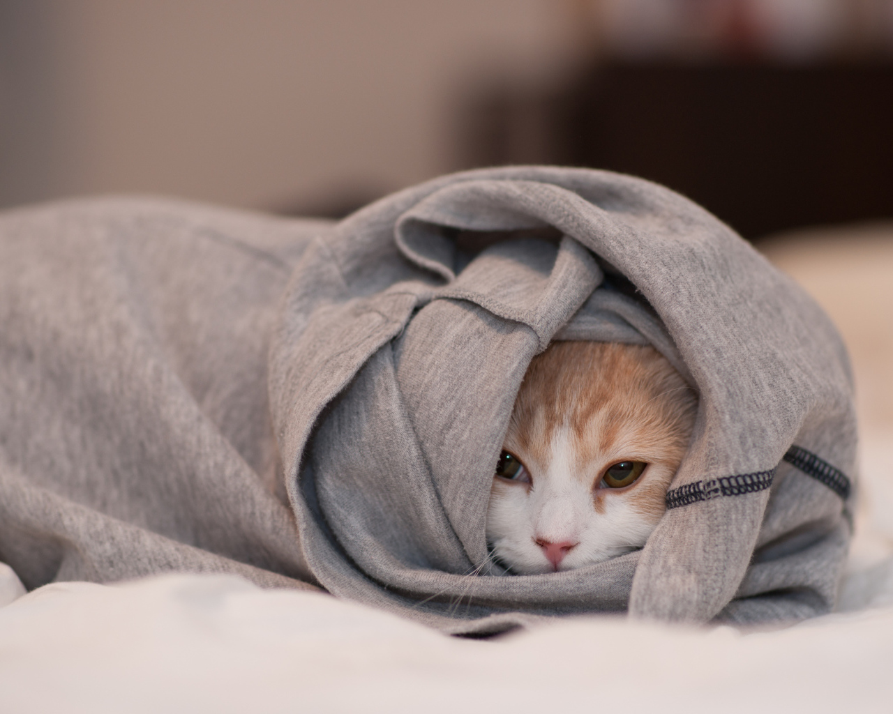 	   The cat hid in the clothes