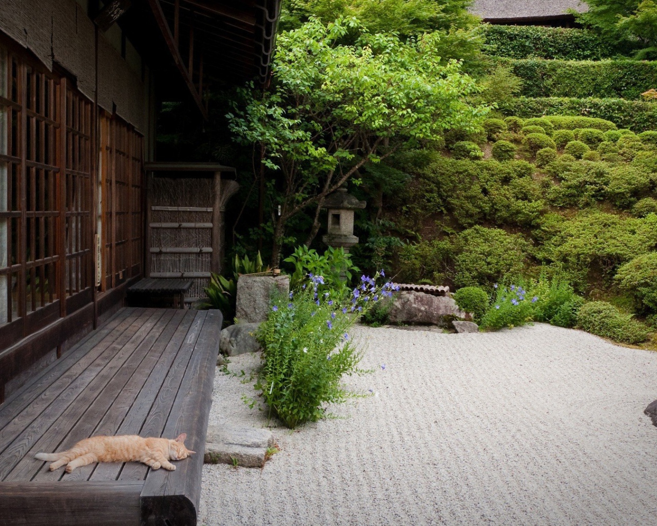 Кот спит на террасе