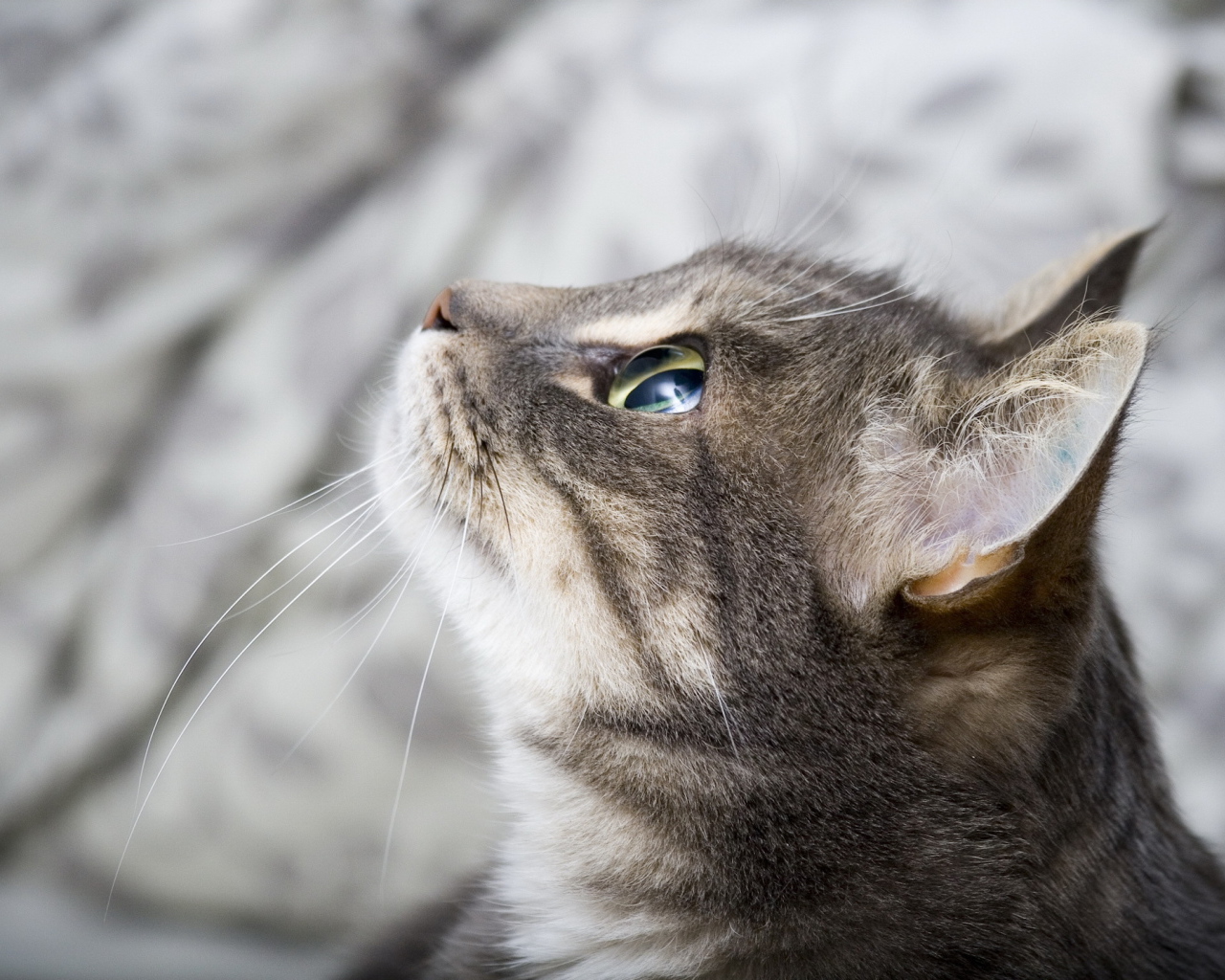 Кот смотрит на небо