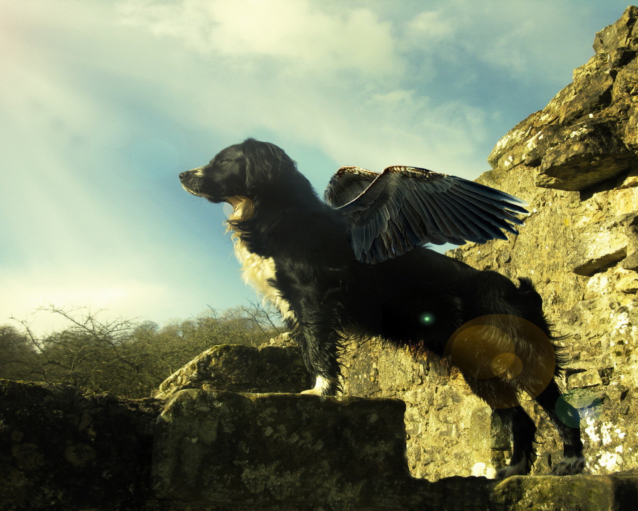 A dog with wings