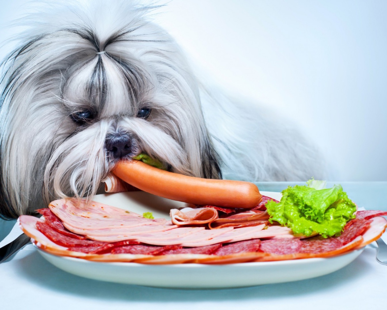 Болонка ворует сосиску со стола