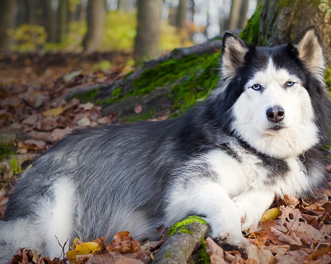 Черно белая собака лежит под деревом