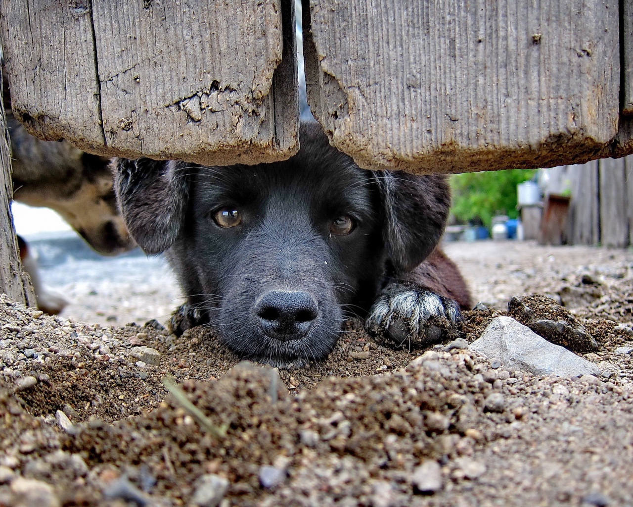 Черный пес за забором
