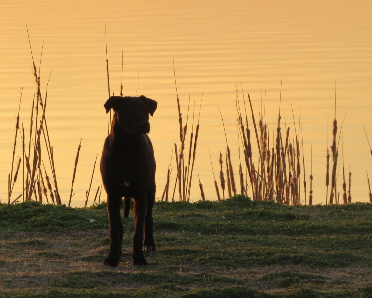 Черный пес на берегу озера