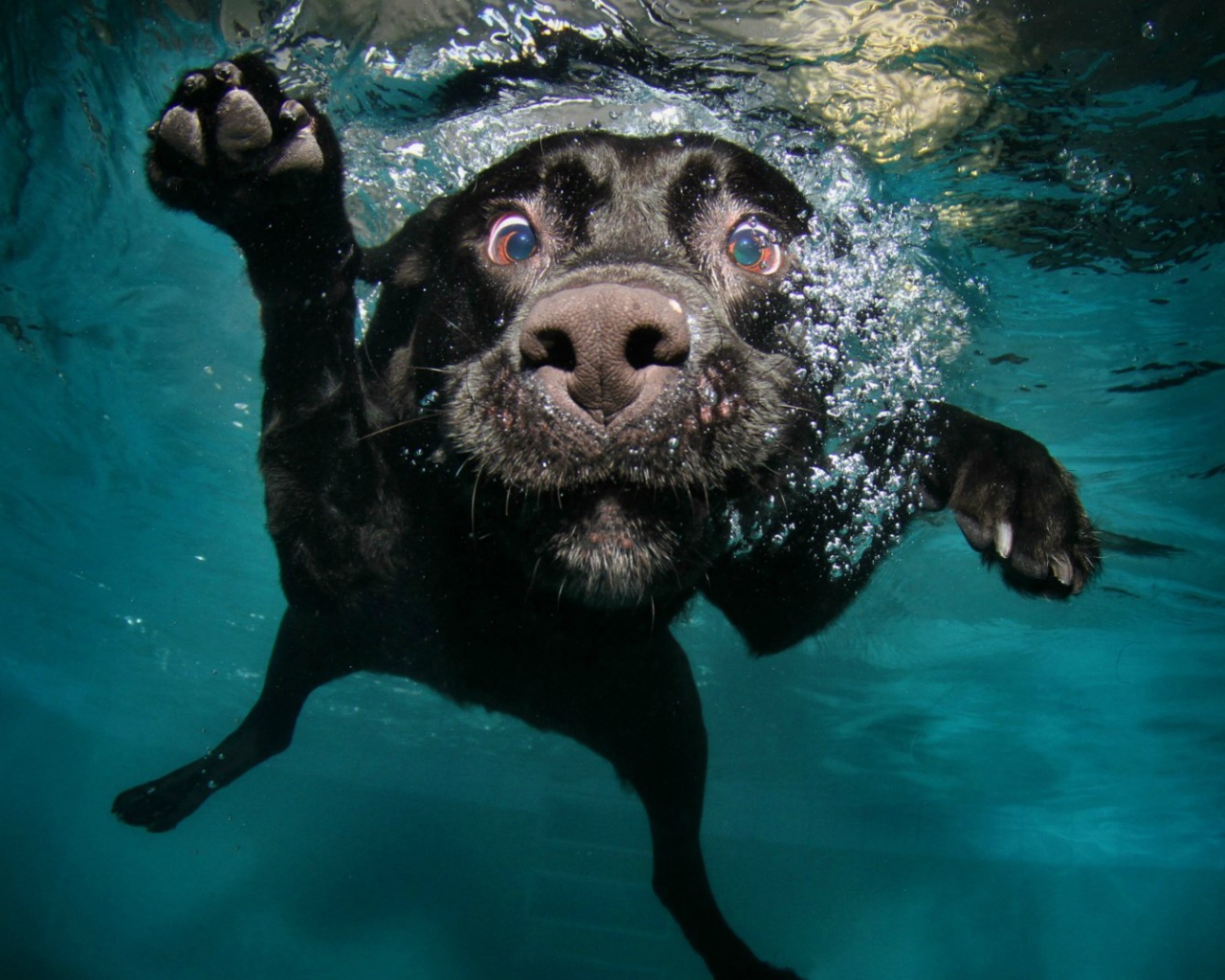 Черная собака под водой