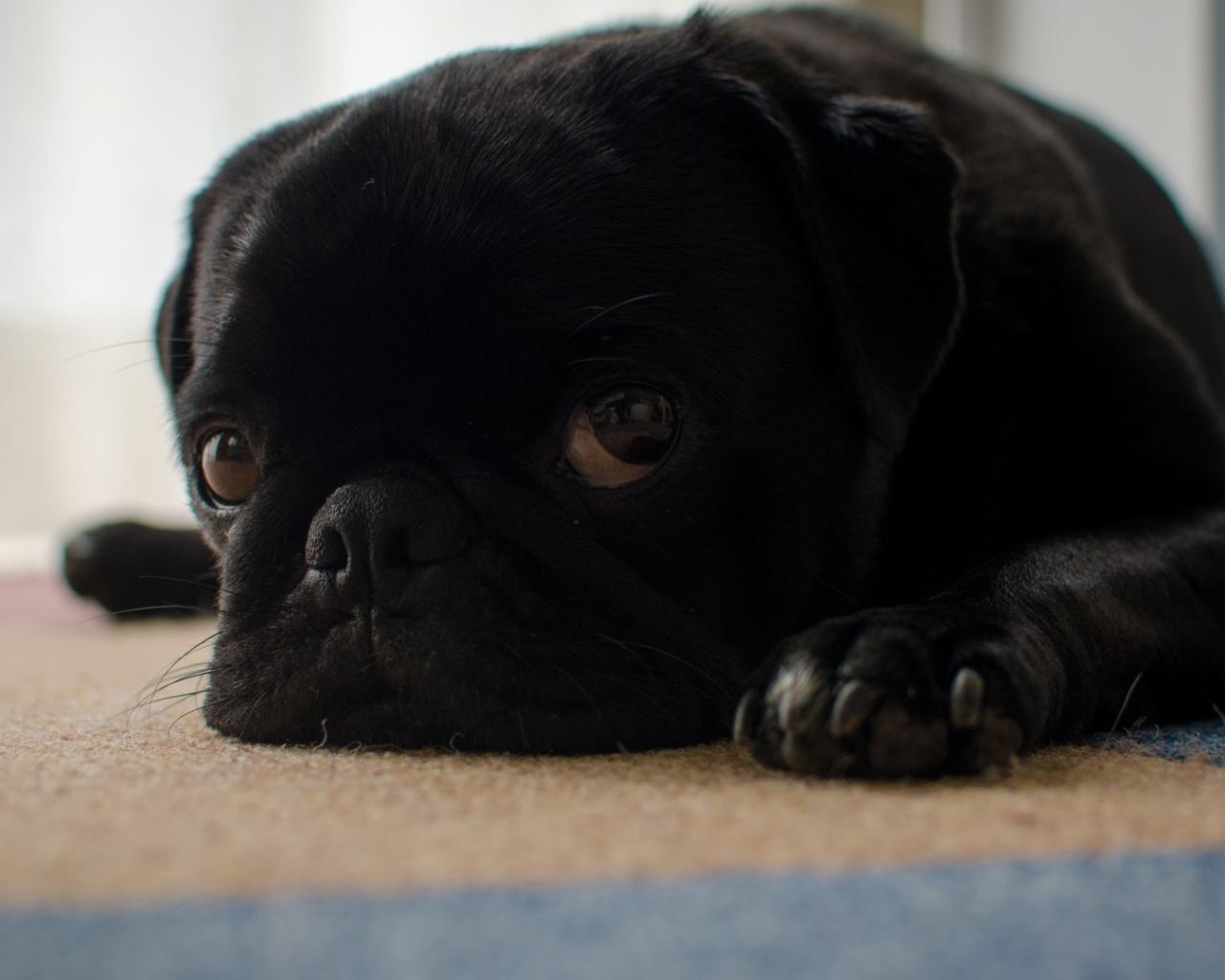 Грустный черный щенок мопса лежит на полу