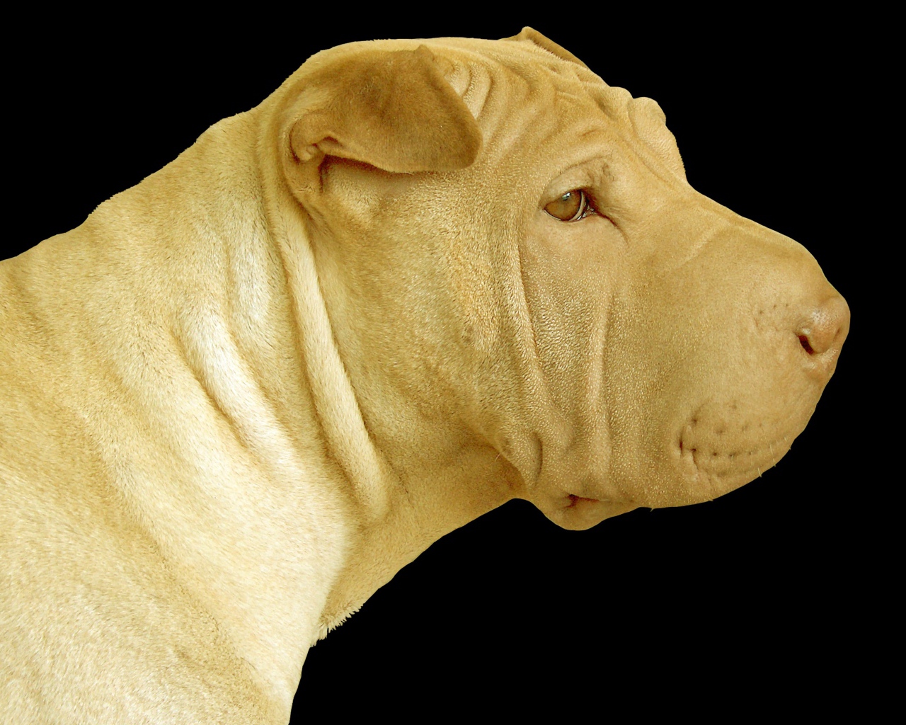 Светлый шарпей на черном фоне