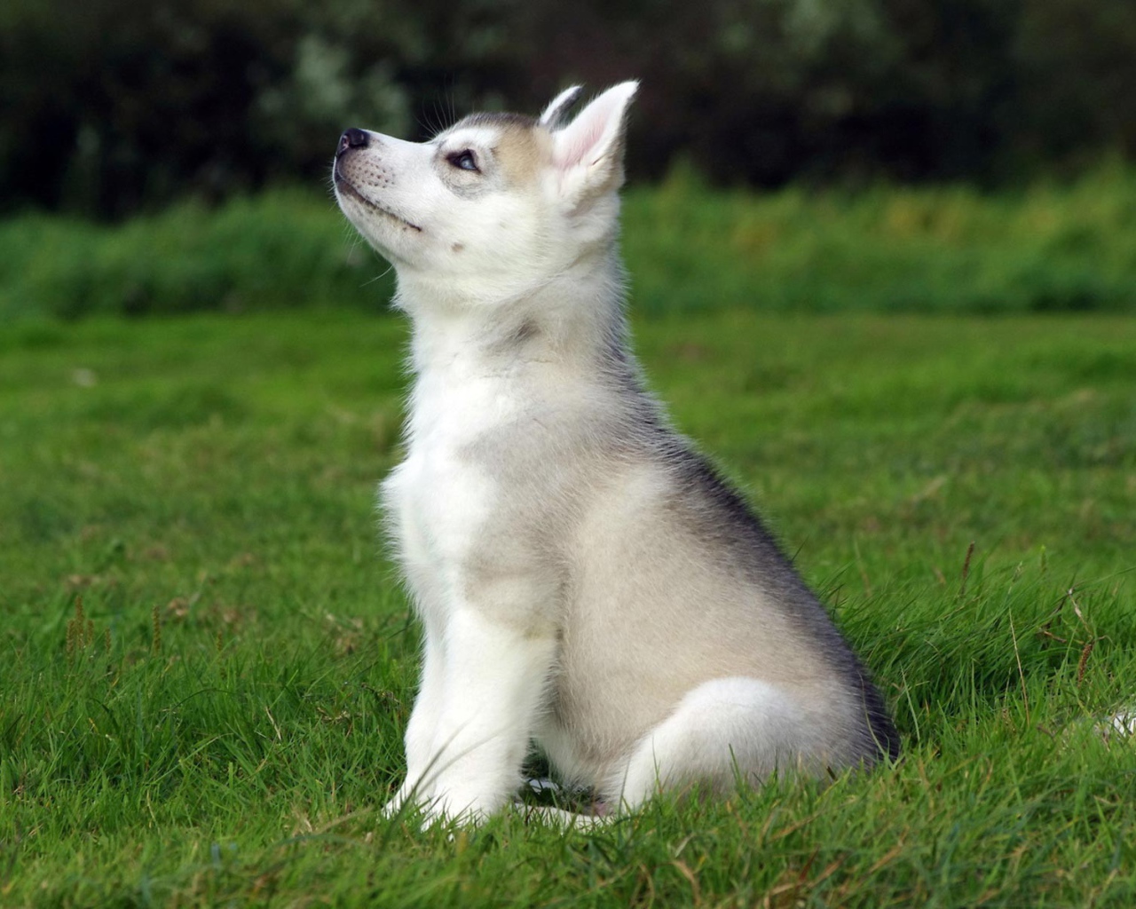 Голубоглазый щенок смотрит на верх